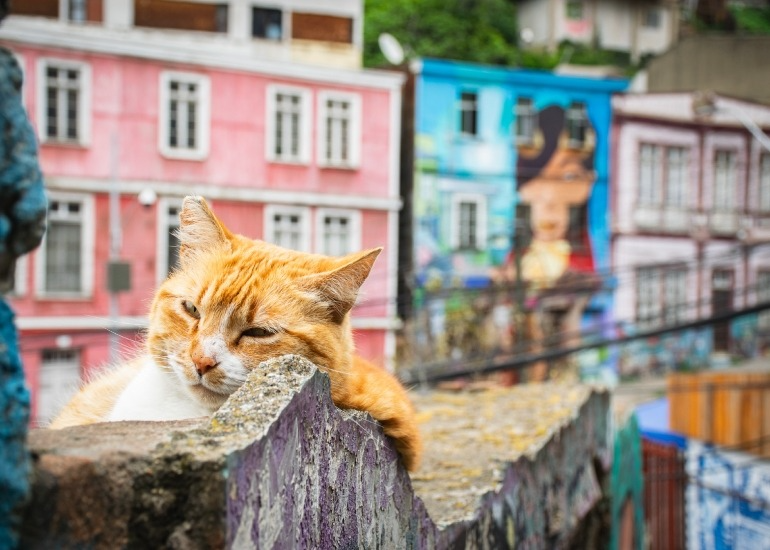 Arte urbano y fotografía: la mirada de Felipe Salinas